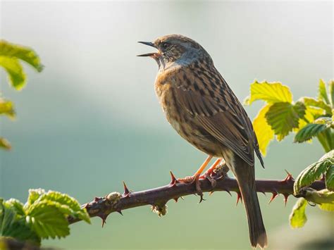 Dunnock Bird Facts (Prunella modularis) | Bird Fact