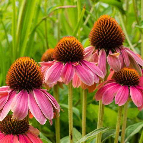 Purple coneflower seed - westtrading