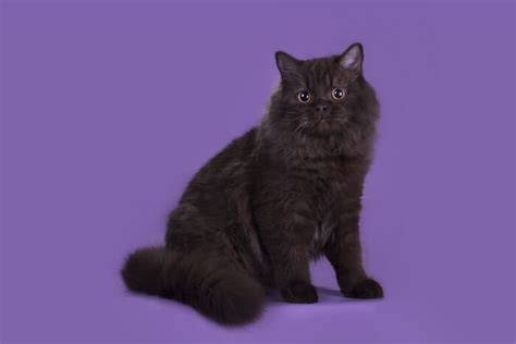 British Longhair Cat Breed: Size, Appearance & Personality