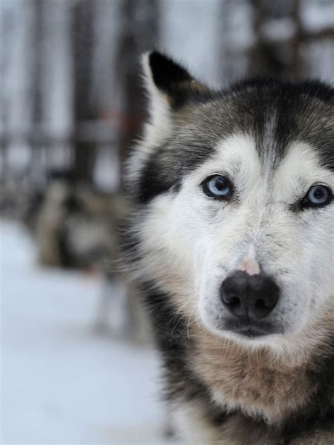 Why Do Huskies Have Blue Eyes? Husky Eye Color Explained, 60% OFF