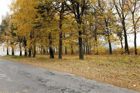 autumn forest , trees 9444040 Stock Photo at Vecteezy