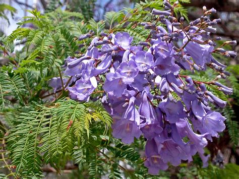 Jacaranda Tree - Local Seeds