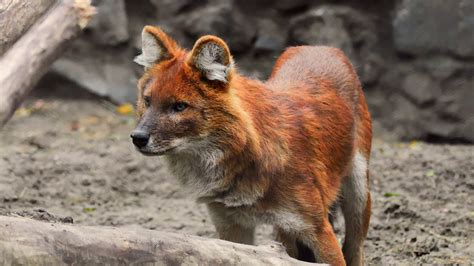 North Carolina Zoo welcomes 2 litters of endangered red wolf pups