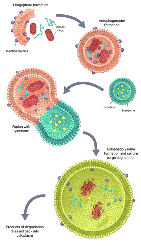 What is autophagy? - Mechanobiology Institute, National University of Singapore