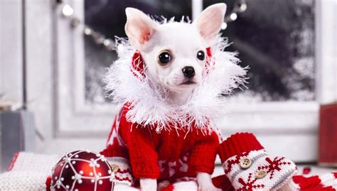 19 Best Dog Christmas Clothes and Costumes (#9 Is Too Cute!)