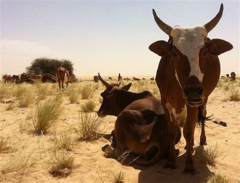 As cattle prices go up, so does cattle rustling - Navajo Times