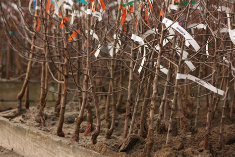 Bare root fruit trees. | Arcadia Garden Design