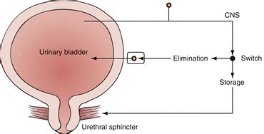 Neuromodulation Treatment of Underactive Bladder | Abdominal Key