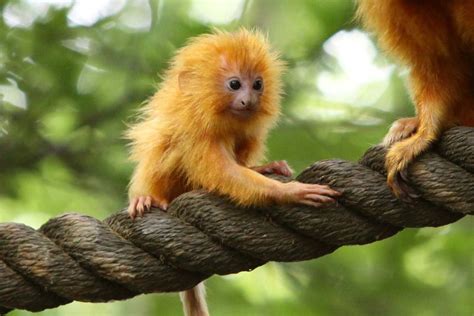 Baby Golden Lion Tamarin | Baby animals, Animals beautiful, Golden lion tamarin