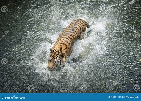 Siberian Tiger Running in the Water Stock Photo - Image of tigris ...