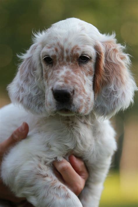 Pin by CoSchi on *~D O G D A Y S~* | English setter puppies, English ...