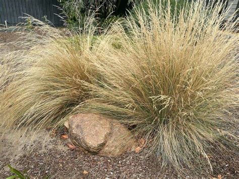 Poa Labillardierei - Common Tussock-Grass - Local Seeds