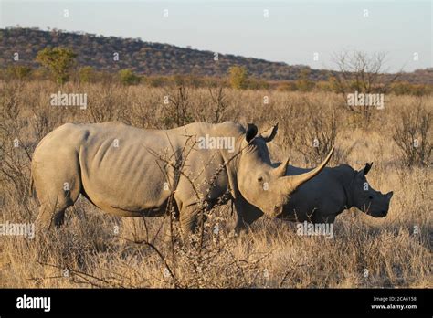 Black Rhino, Namibia Stock Photo - Alamy