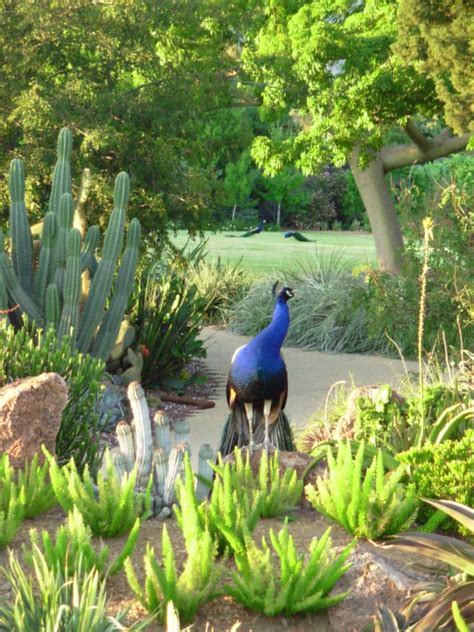 The Epiphyllum Garden: Arboretum Peacocks