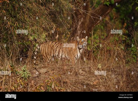 Royal Bengal Tiger in Dry Deciduous Habitat Stock Photo - Alamy