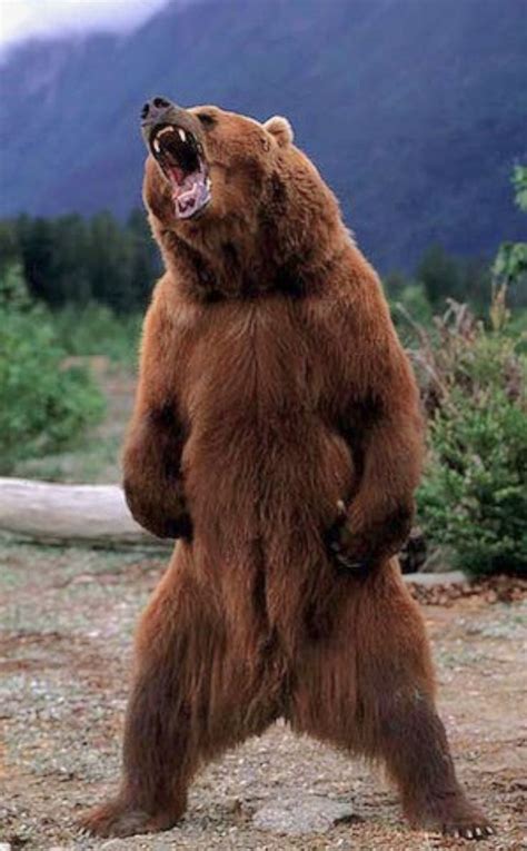 Kodiak brown bear (Ursus arctos middendorffi) threat display - the stuff of nightmares. When ...