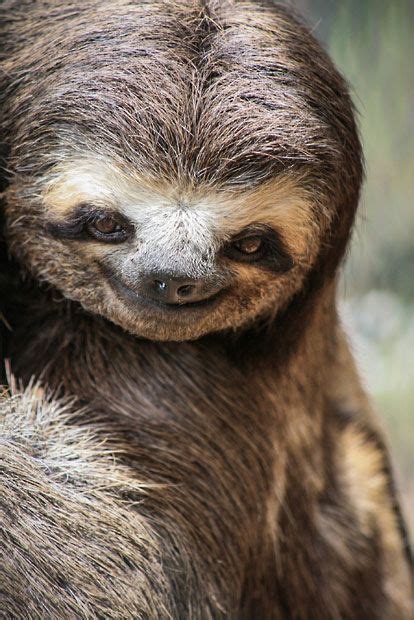 Pictures of the day: 19 December 2012 | Smiling sloth, Cute sloth ...