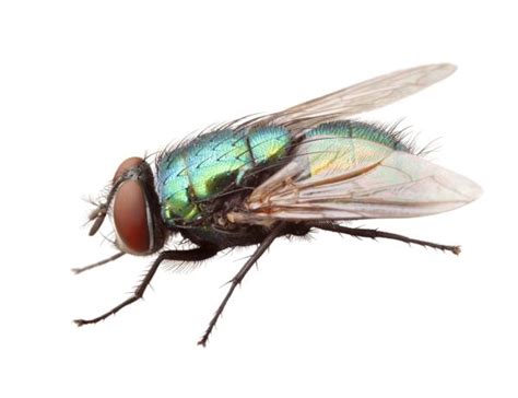 Are Blue Bottle Flies Dangerous? - Health Issues, Infestation and Control