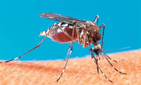 Deadly Mosquitoes Breed in Our Urban Drool | San Diego Reader