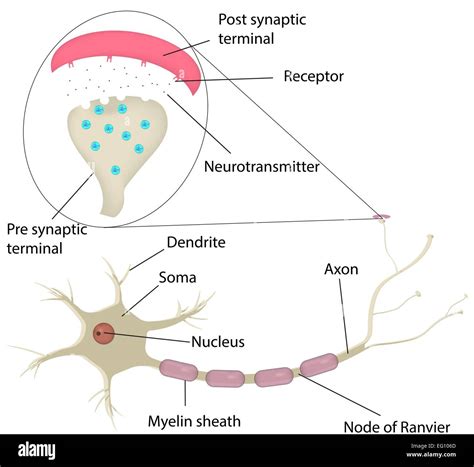 Neuron and Synapse Labeled Stock Vector Image & Art - Alamy