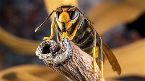 Invasive yellow-legged hornets spotted in US for 1st…