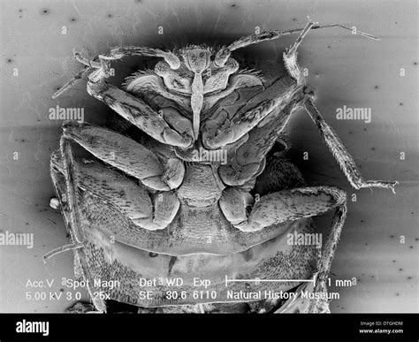 Common bed bug Imágenes de stock en blanco y negro - Alamy