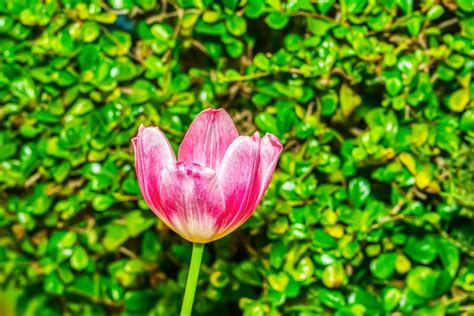 Pink tulip prominent and beautiful in the garden. 8459288 Stock Photo ...