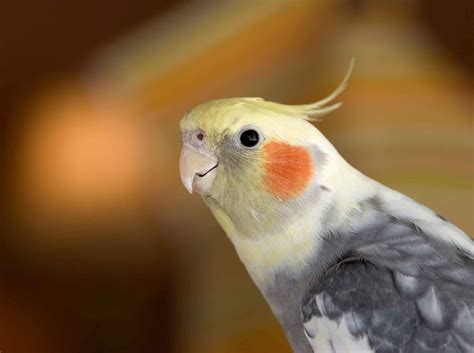 A Guide to Understanding and Caring for Your Pet Cockatiel | myBird