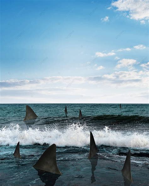 Sharks In Sea Predatory Teeth Aggressive Photo Background And Picture For Free Download - Pngtree