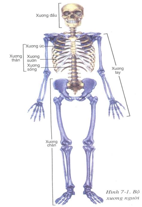 Lý thuyết về bộ xương người chuẩn nhất