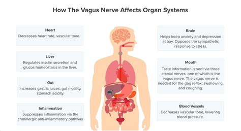 11 Symptoms Of Vagus Nerve Dysfunction