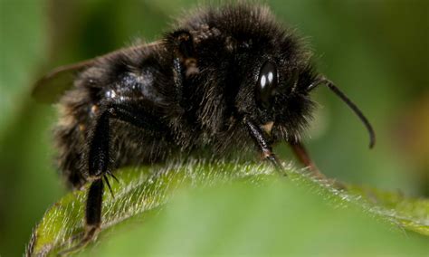 10 Incredible Bumblebee Facts - A-Z Animals