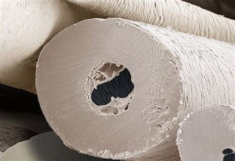 The hollow insulate fur hair of a polar bear through a electron microscope. | Microscopic ...