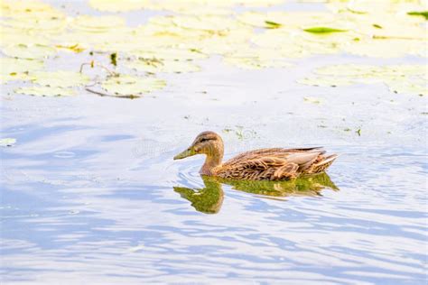 Female Duck Swimming stock image. Image of golden, nature - 58022493