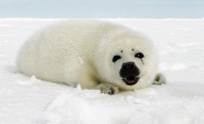 Harp Seal Facts For Kids | Harp Seal Habitat