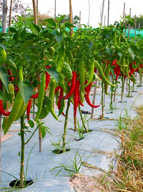 Red chilli pepper plant stock image. Image of bush, leaf - 23161749