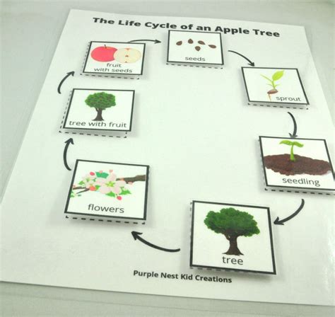 Free Printable Apple Tree Life Cycle Worksheet