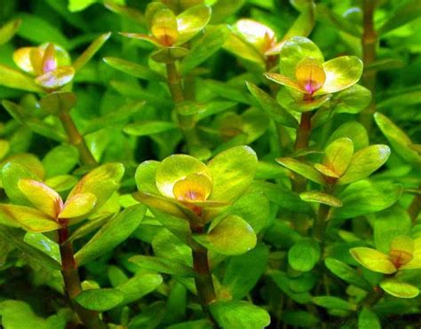 Rotala Water Plants for Aquarium (4 Stems), Live Plants for Aquarium ...