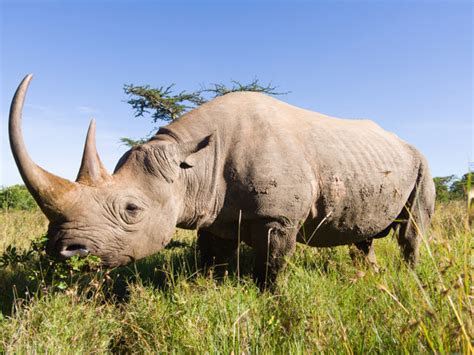 Rhinoceros | Good Nature Travel Blog