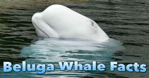 Beluga Whale Facts, Information, Images & Video