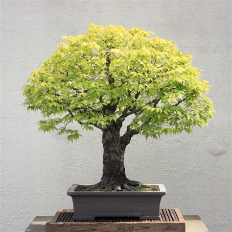Soubor:Japanese Zelkova bonsai 16, 30 April 2012.JPG – Wikipedie