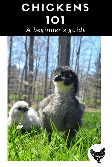 Raising chickens for beginners – Backyard Chicken Project