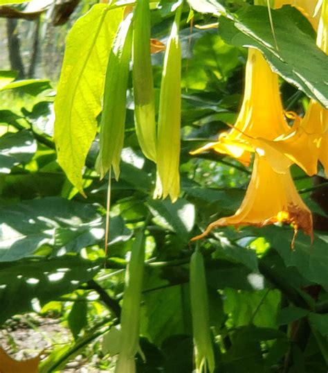 The City Green: Exploring the Urban Eco-Reserve of Xochimilco – Peachin Adventure