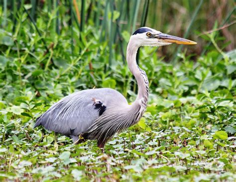 Views From Our Kayak: Lower Wekiva River - Katie's Landings