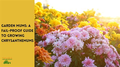 Mums: How to grow chrysanthemums | Tayloe's Lawn Care
