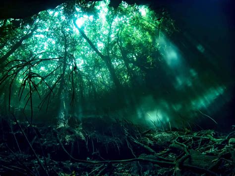 Cenote Diving In Mexico – 16 Spectacular Dives