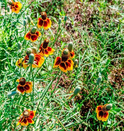 Ratibida Prairie Coneflower Seeds – West Coast Seeds