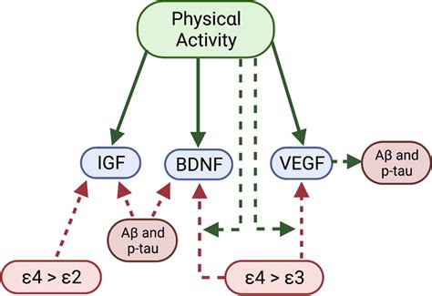 Hypothesised associations between apolipoprotein E gene allele,... | Download Scientific Diagram