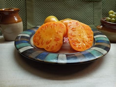 Popular Slicing Tomatoes Mennonite Orange Tomato Seeds Available Here ...