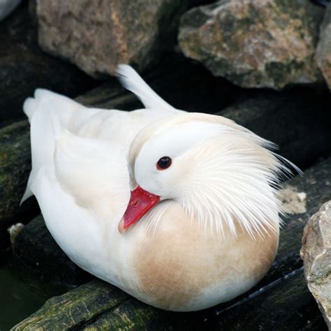 White Mandarin Ducks | Purely Poultry | Mandarin duck, Wild animals photography, Cute animals